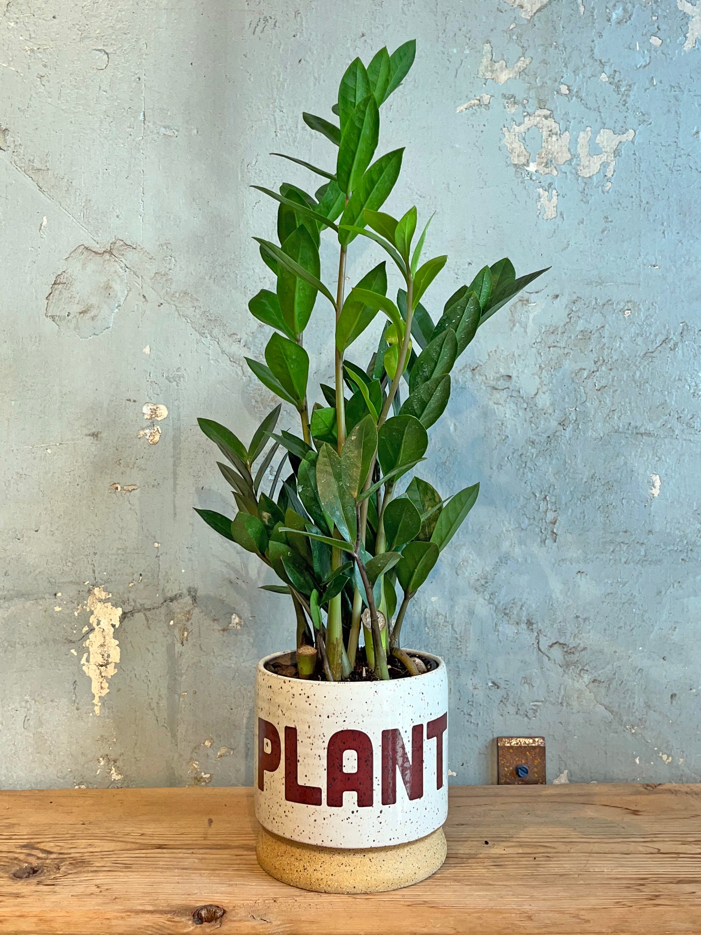 PLANT Planter