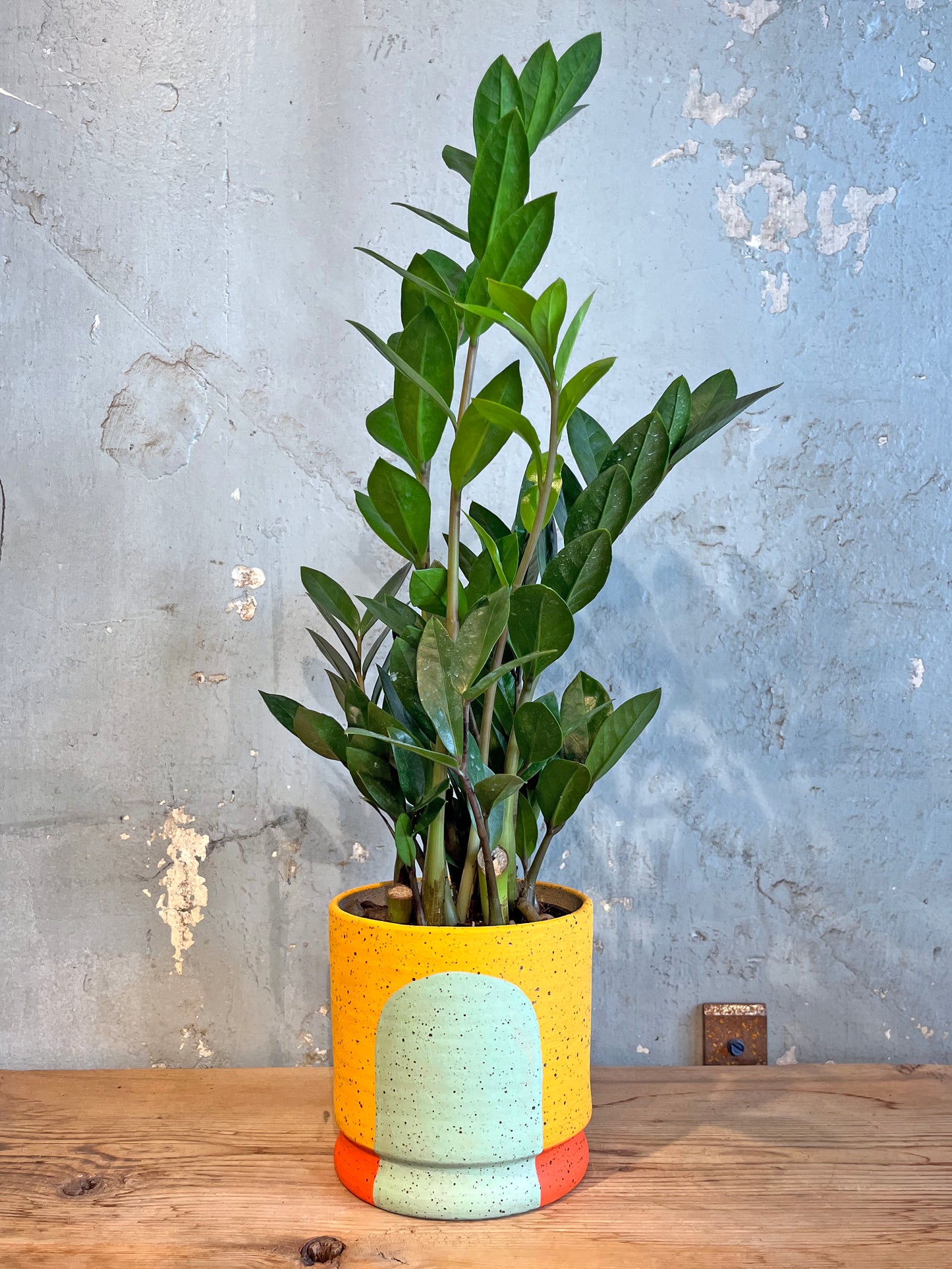 Portal Planter :: The Phoebe