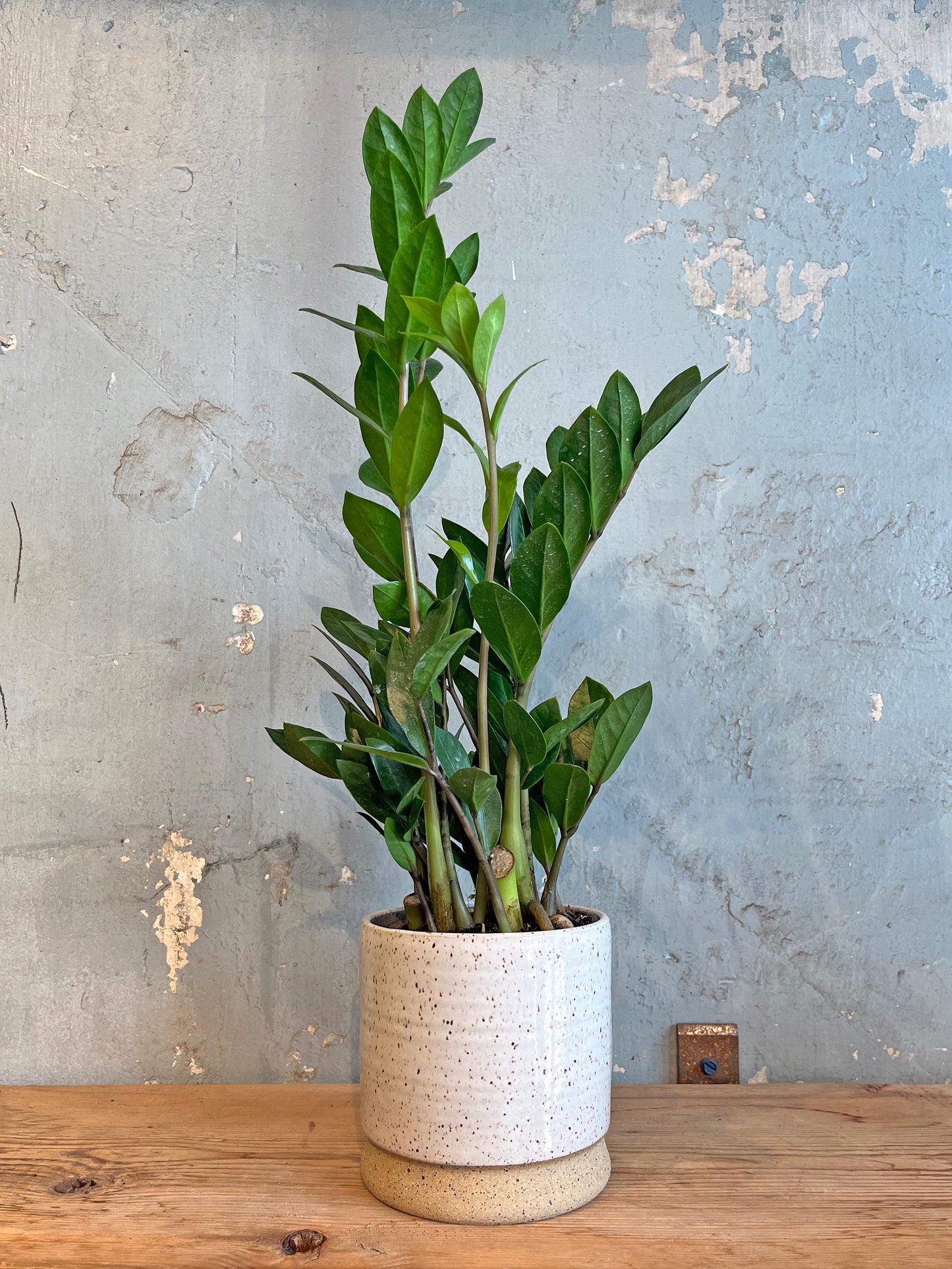 White Speckle Planter